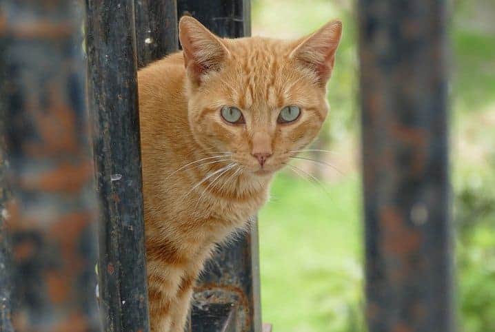 5 dicas para encontrar um gato desaparecido