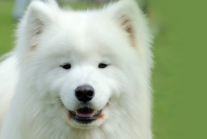 Apaixone-se pelos tipos de raça de cachorro branco!