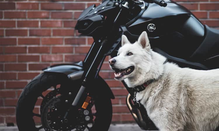 Cachorro pode andar de moto? Entenda os riscos