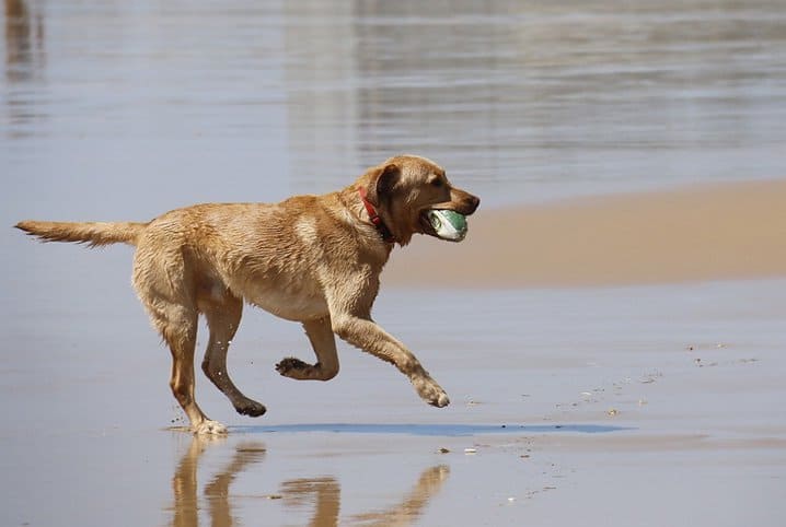 Cachorro surfando: será que é possível isso acontecer?