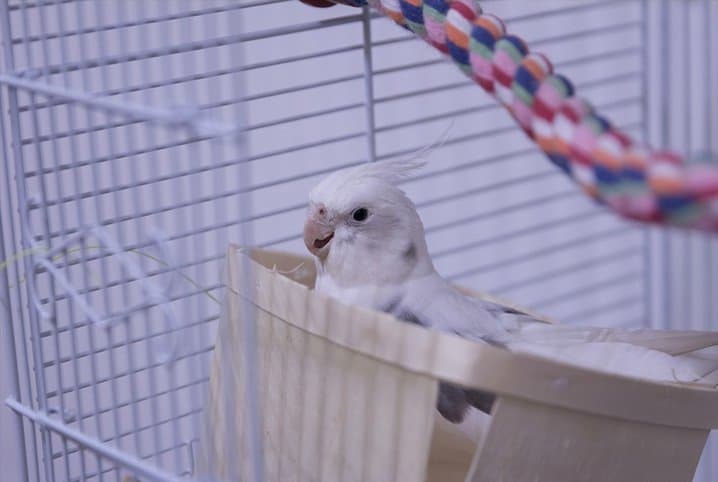 Calopsita pode comer agrião?