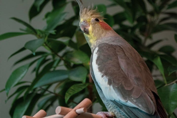 Calopsita pode comer almeirão? Descubra aqui!