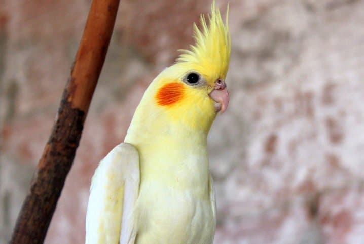 Calopsita pode comer melão?