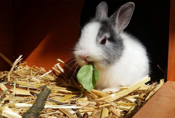 Coelho pode comer repolho?