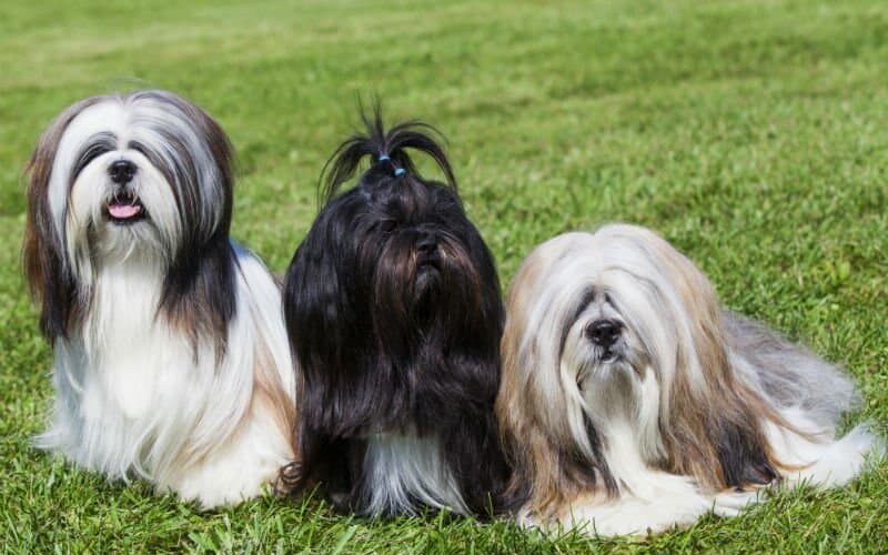 Como fazer a tosa de Lhasa Apso? Confira dicas!