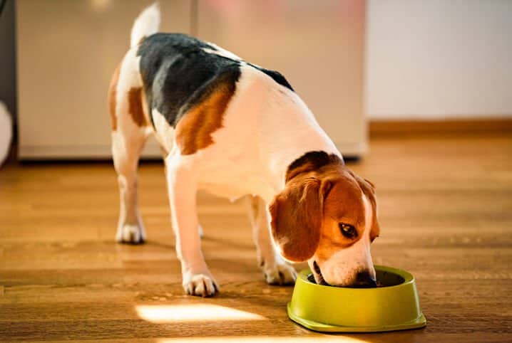 Como fazer o cachorro emagrecer de forma saudável?