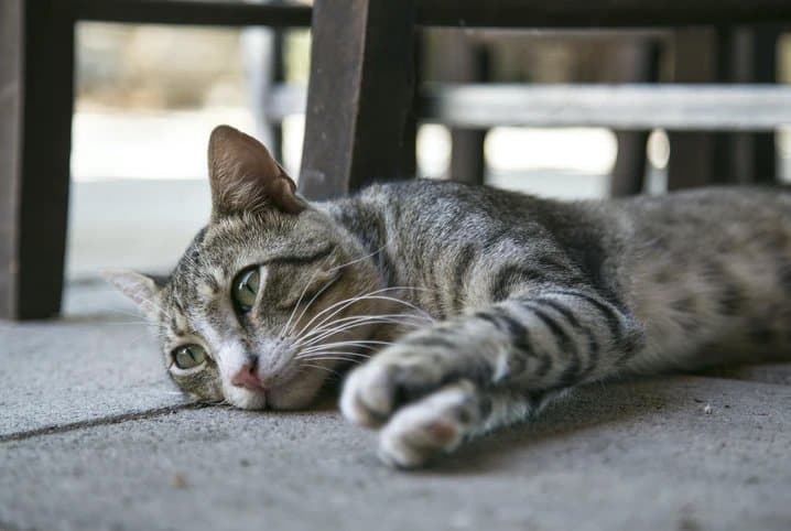 Gato com barriga inchada: o que pode ser e como tratar