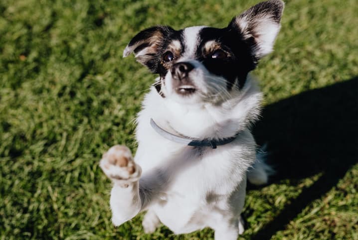 Limpar pata de cachorro: dicas para manter as patinhas bem-cuidadas