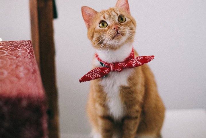 Melhor caixa de areia para gatos: dicas para escolher!