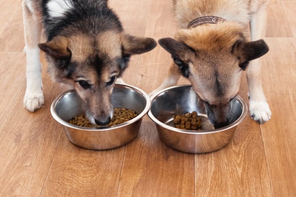 Nutrientes essenciais na alimentação do seu cãozinho