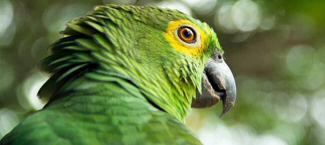 Quiz – Curiosidades sobre papagaios