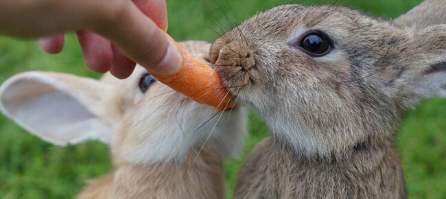 Quiz – Teste seus conhecimentos sobre coelhos