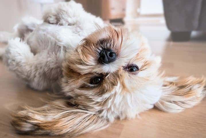 Raça de cachorro mini: conheça algumas dessas fofuras