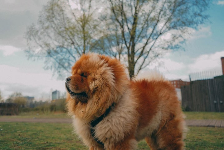 Raça de cachorro peludo: confira algumas delas