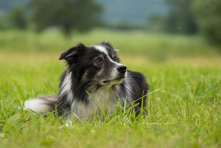 Raça de cachorro preto e branco: fofura em duas cores