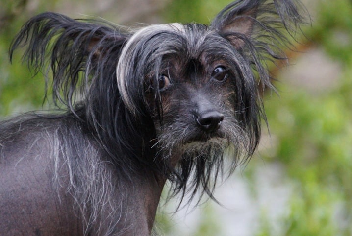 Sabia que existe raça de cachorro sem pelo? Aprenda mais sobre isso!