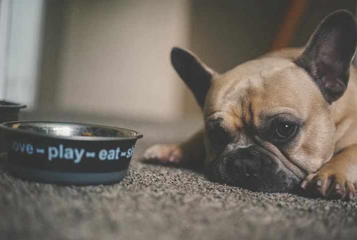 Seu cão está abaixo do peso? Saiba como fazer o cachorro engordar com saúde!