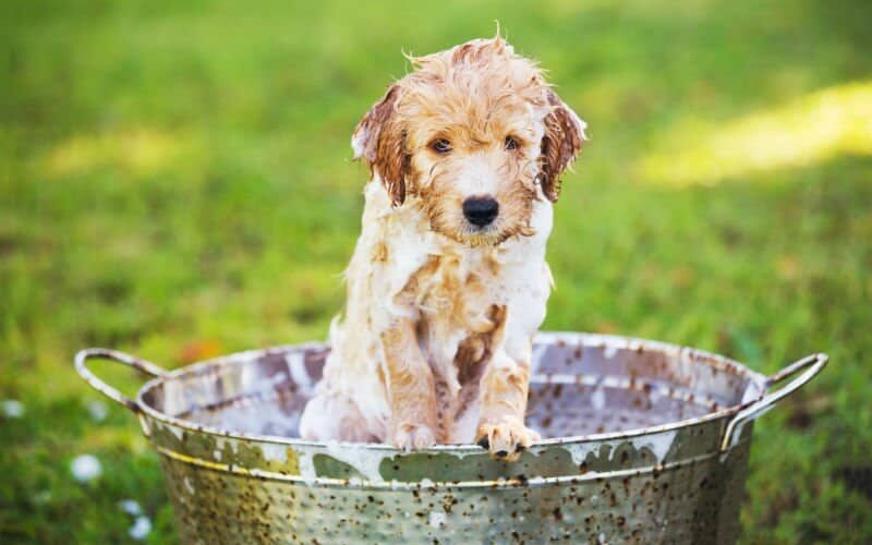 Você sabe como dar banho em cachorro? Aprenda já!