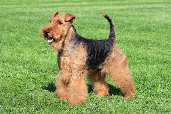 Welsh Terrier – Principais doenças