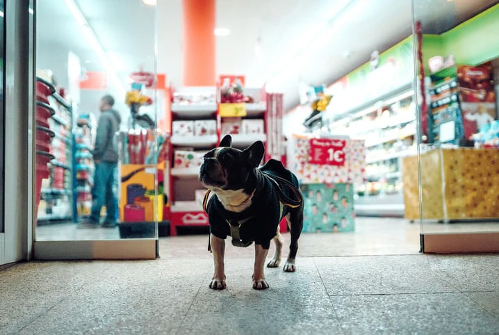 8 dicas imperdíveis para levar cachorro no shopping
