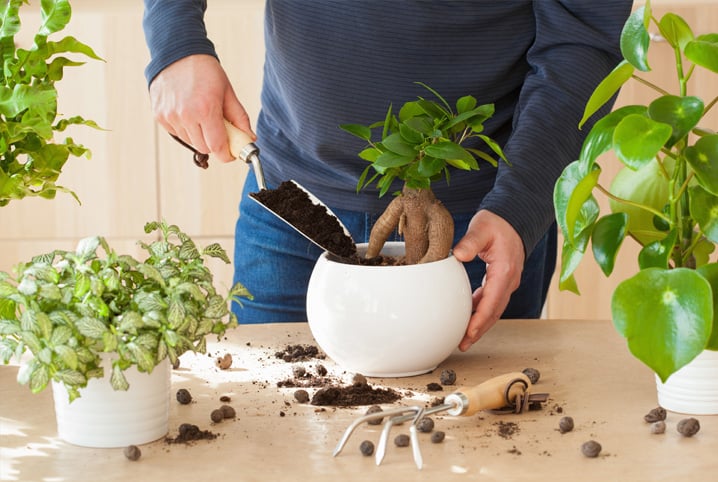 Adubos e fertilizantes: saiba qual usar na sua planta
