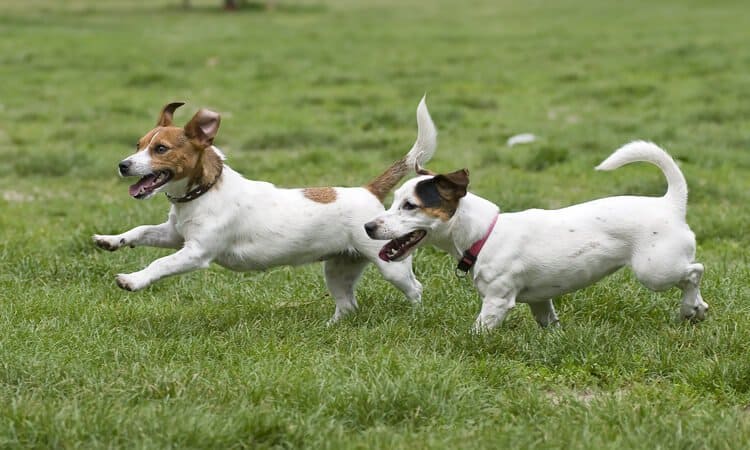 Cachorro de corrida para entrar no pique com você!