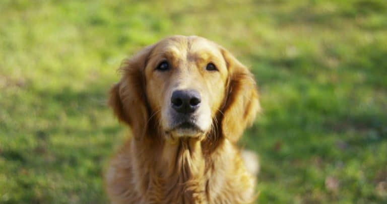 Cachorro no calor: saiba tudo o que seu peludo precisa