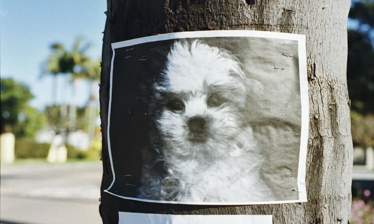 Cachorro perdido: 7 dicas sobre o que fazer nessa situação