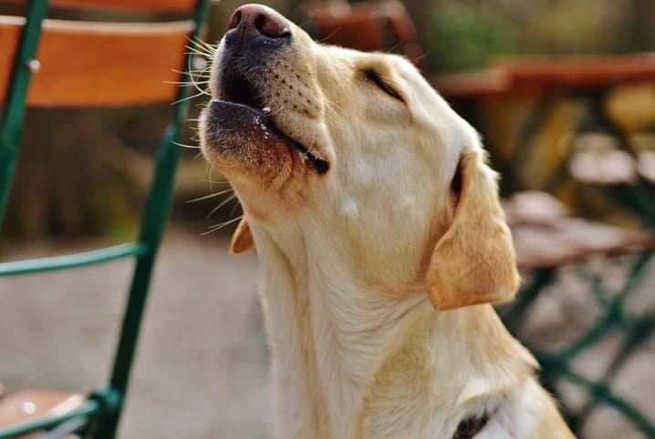 Cachorro uivando à noite: o que pode ser?