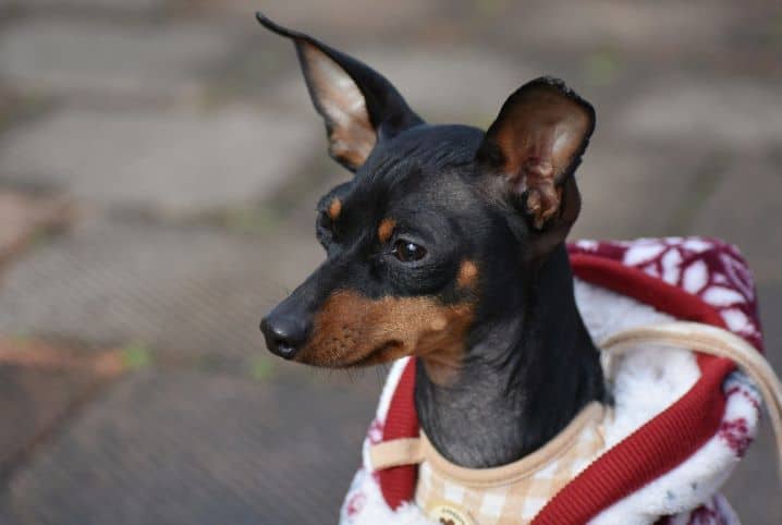 Cachorros dominantes: mito ou verdade?