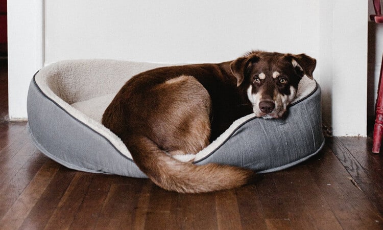 Cálculo renal em cães: saiba tudo sobre a doença