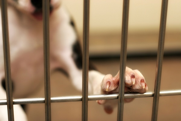 Câmara do RJ aprova PL que veta a guarda de pets a quem cometer maus-tratos