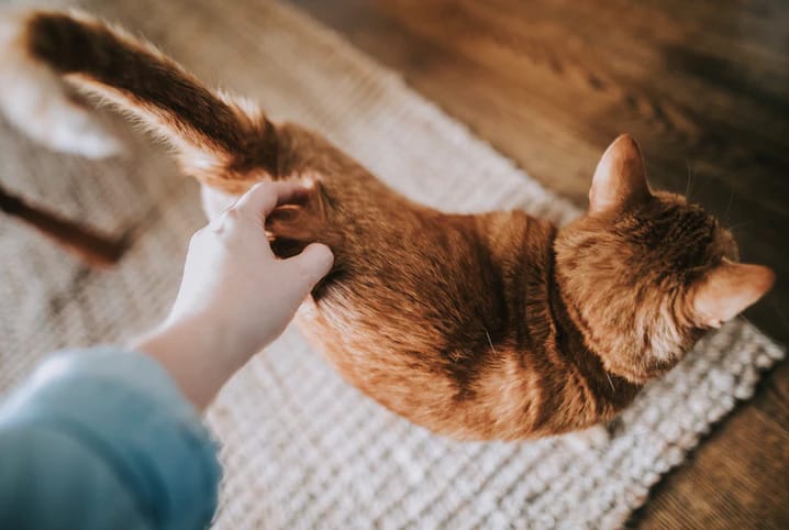 Carinho em gato: aprenda sobre o que seu peludo gosta