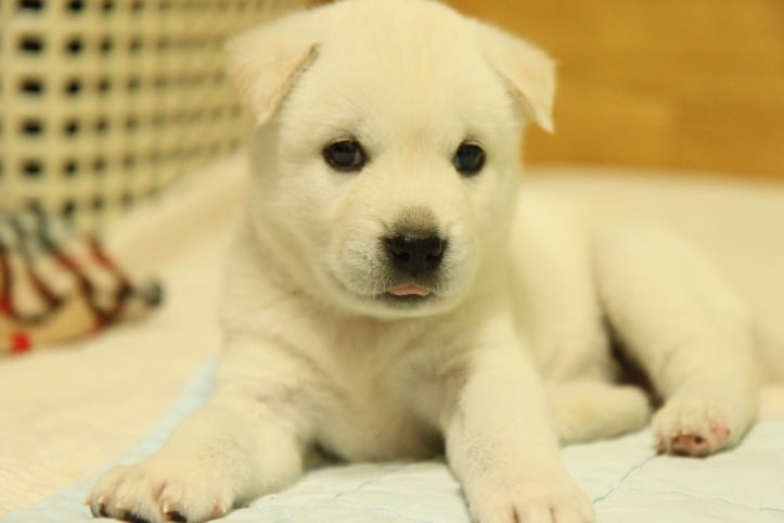Raça de cachorro coreano: conheça 4 cães da região