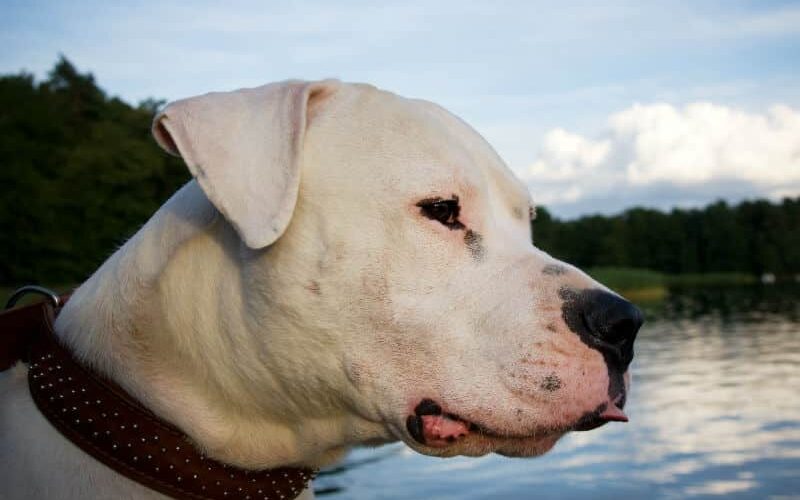 Raças de cachorro argentino: conheça alguns peludos vizinhos!