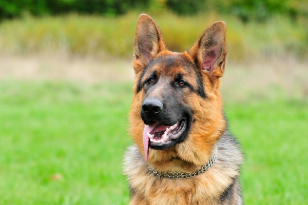 Raças de cachorro de guarda