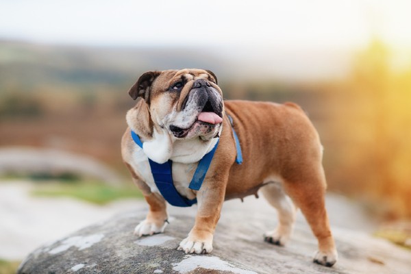 Sete fatos sobre o Buldogue Inglês