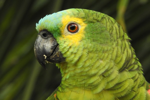 Animais de estimação silvestres