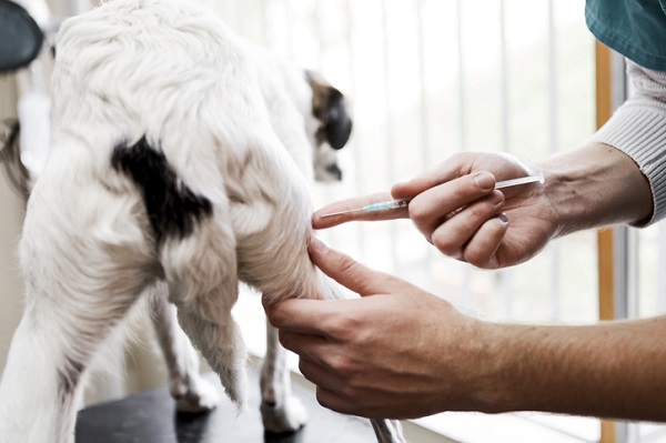 Após caso de cão com raiva, Caxias inicia vacinação antirrábica