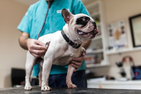 COVID: falta de anestésicos pede o adiamento de cirurgias eletivas de pets