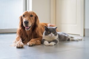 Clínica Veterinária cuida de pets de pessoas com Covid