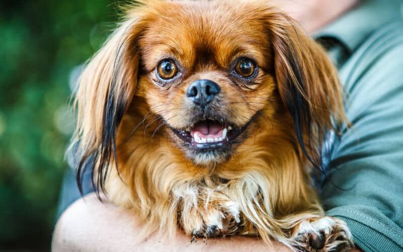 Conheça e se apaixone por 8 raças de cachorros preguiçosos