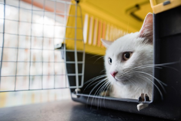 Gato branco: cuidados