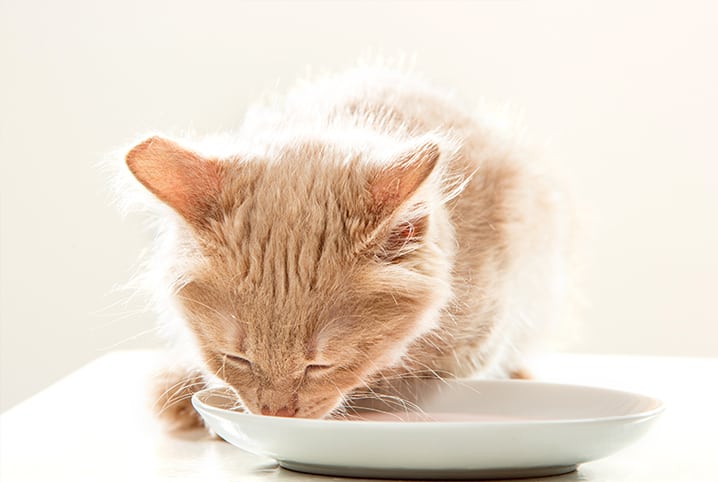 Gato pode beber leite? Conheça a verdade por trás do mito