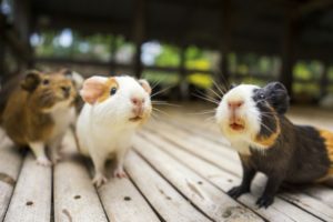 Hamster ou porquinho da índia? Veja qual escolher!