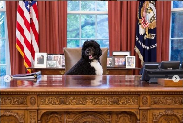 Morre o cachorro da família Obama