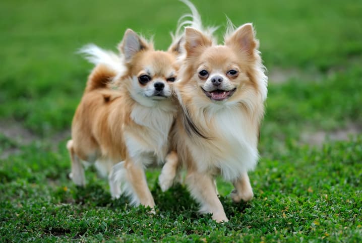 Nomes para Chihuahua: confira 300 opções criativas!