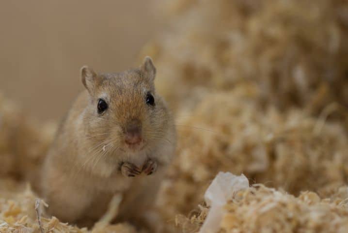 Gerbil é mamífero? Entenda mais sobre essa espécie!