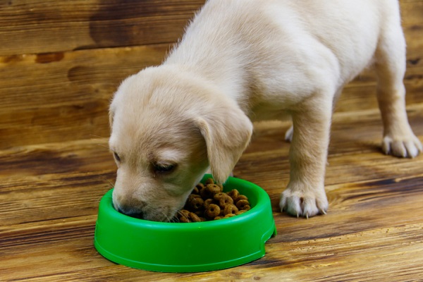 Ração natural para cachorro