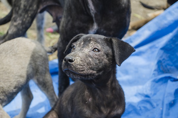 Sarna em cachorro: tudo o que você precisa saber